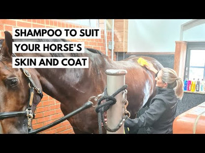 Gallop - Colour BAY